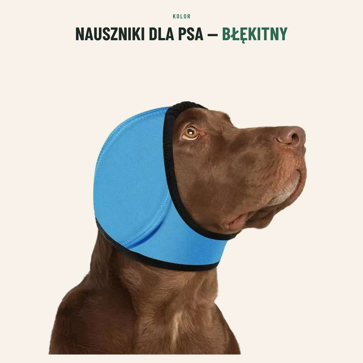 Nauszniki dla psa — kolor błękitny