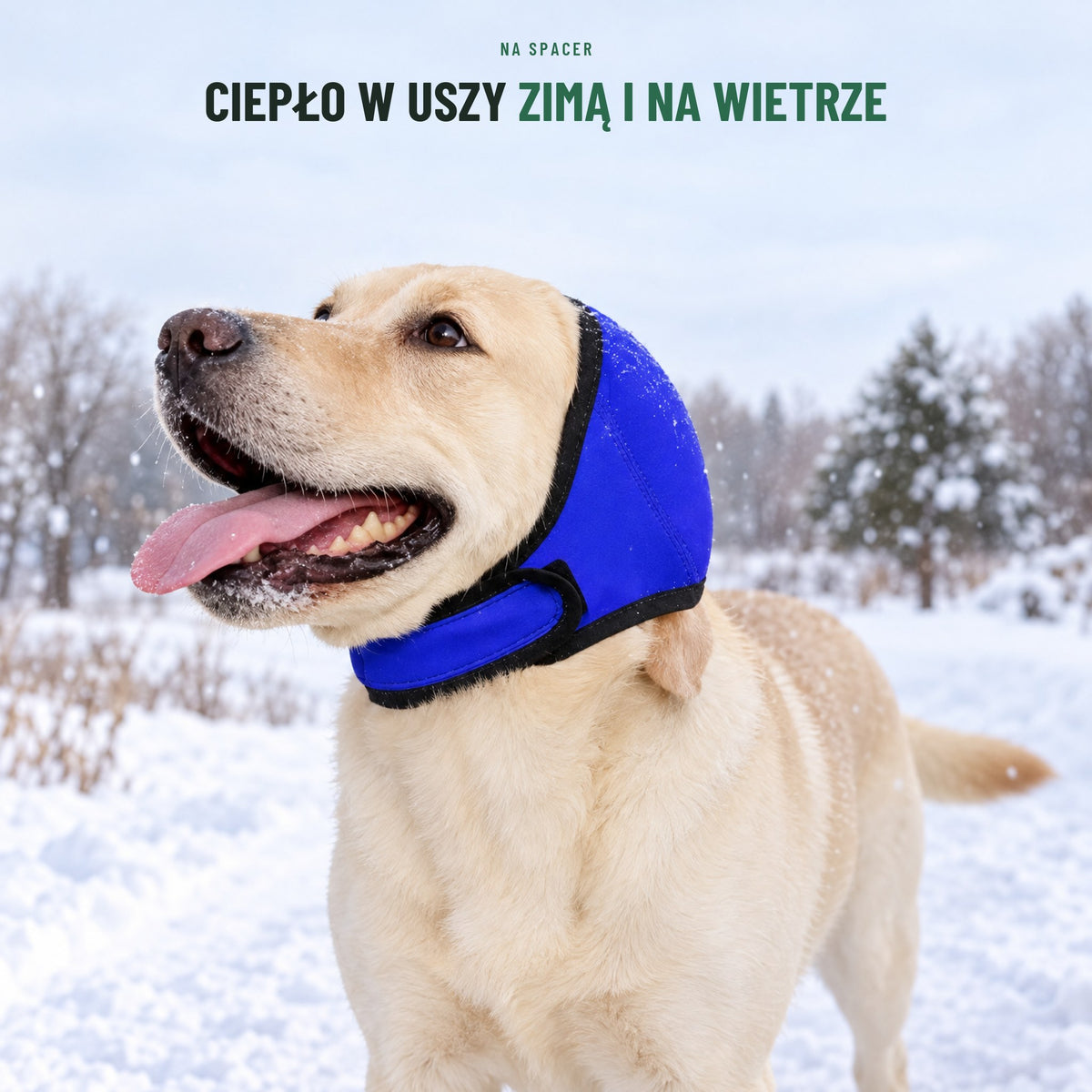 Labrador w niebieskich nausznikach na zimowym spacerze